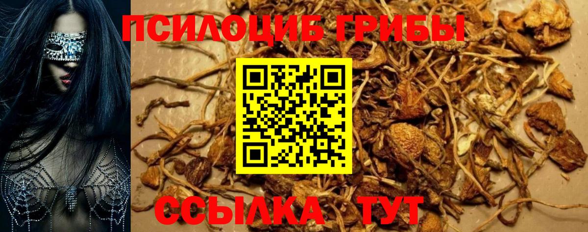 Псилоцибиновые грибы Psilocybe Мценск